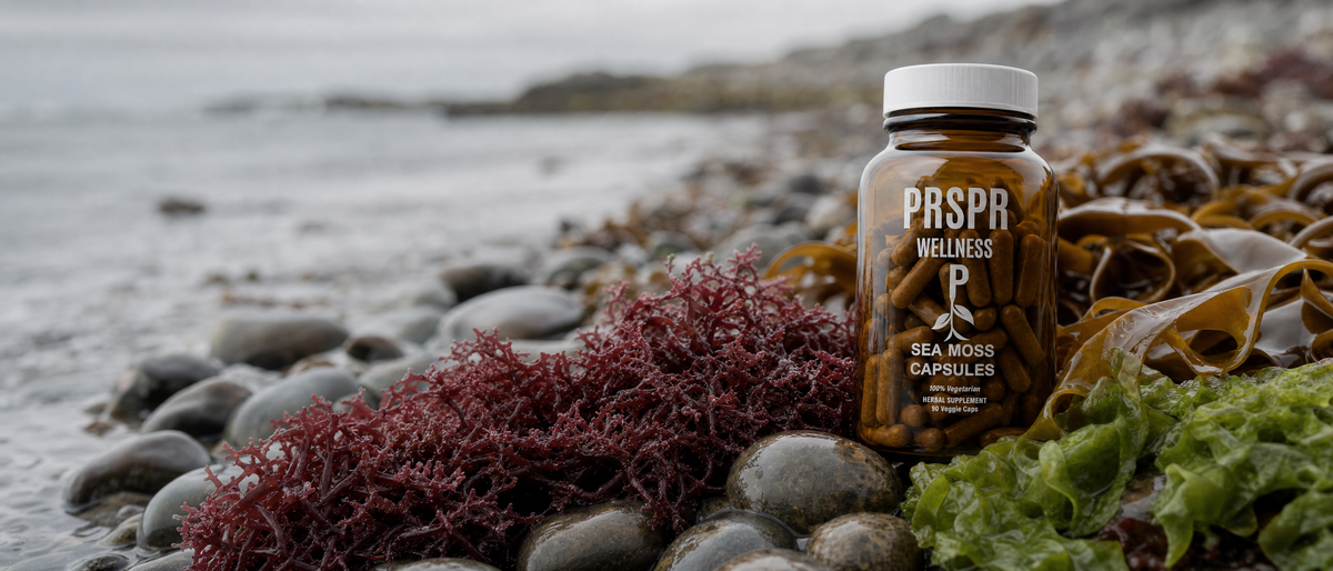 PRSPR Sea Moss Capsules bottle resting on wet beach stones among red Irish moss, brown kelp and green sea lettuce